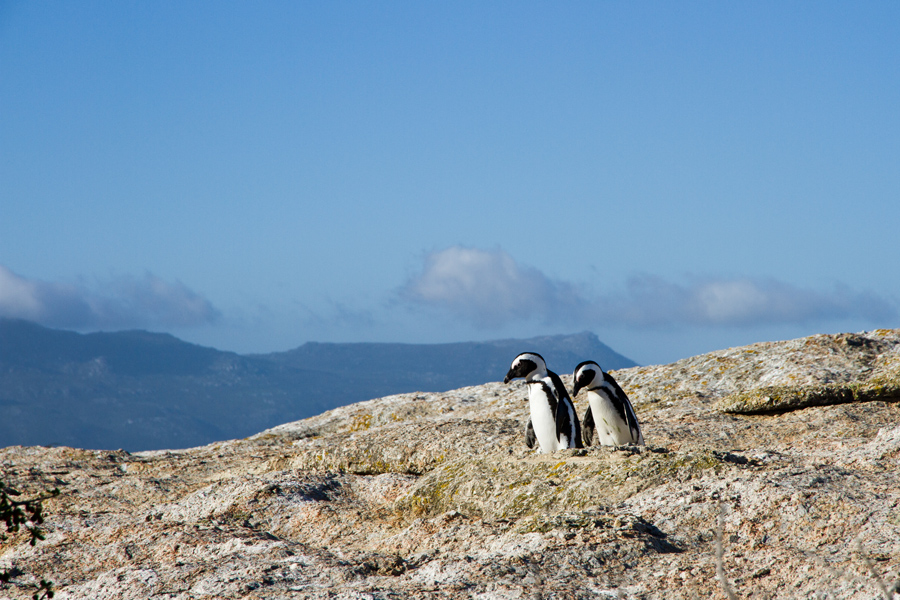 african penguins couple