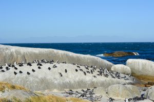 boulders beach african penguins