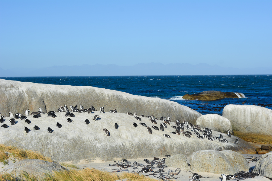 boulders beach african penguins