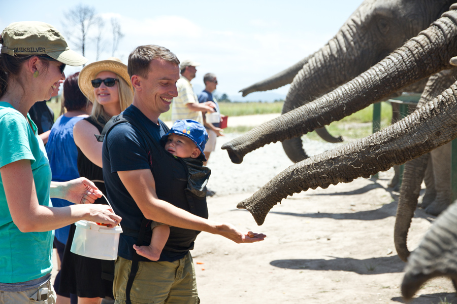 elephant feeding in Knysna