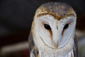 an owl at Eagle Encounters