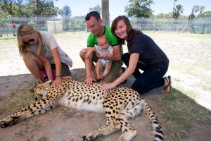 petting a cheetah