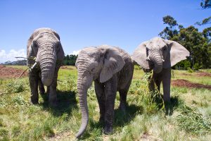 three elephants in knysna