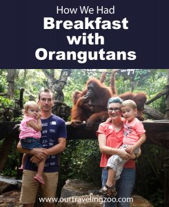 we had breakfast with orangutans