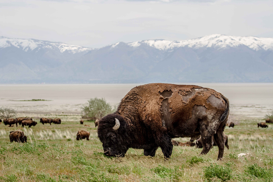 bison on Antelope Island