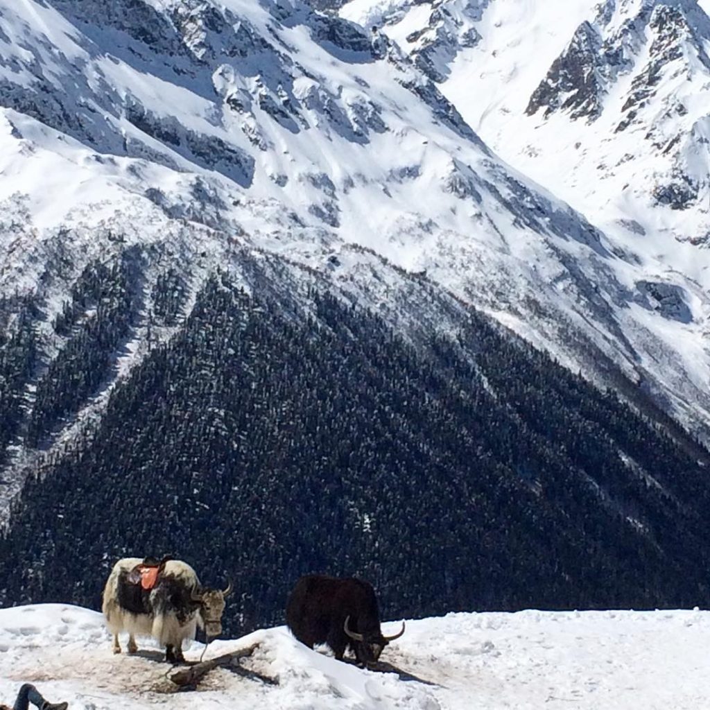 yaks in dombay