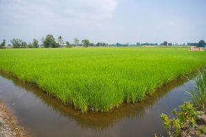 rice patty along the mekong