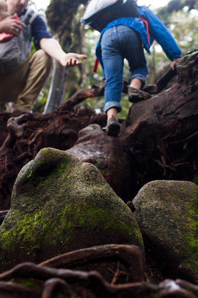 Preschooler hiking the Mossy Forest