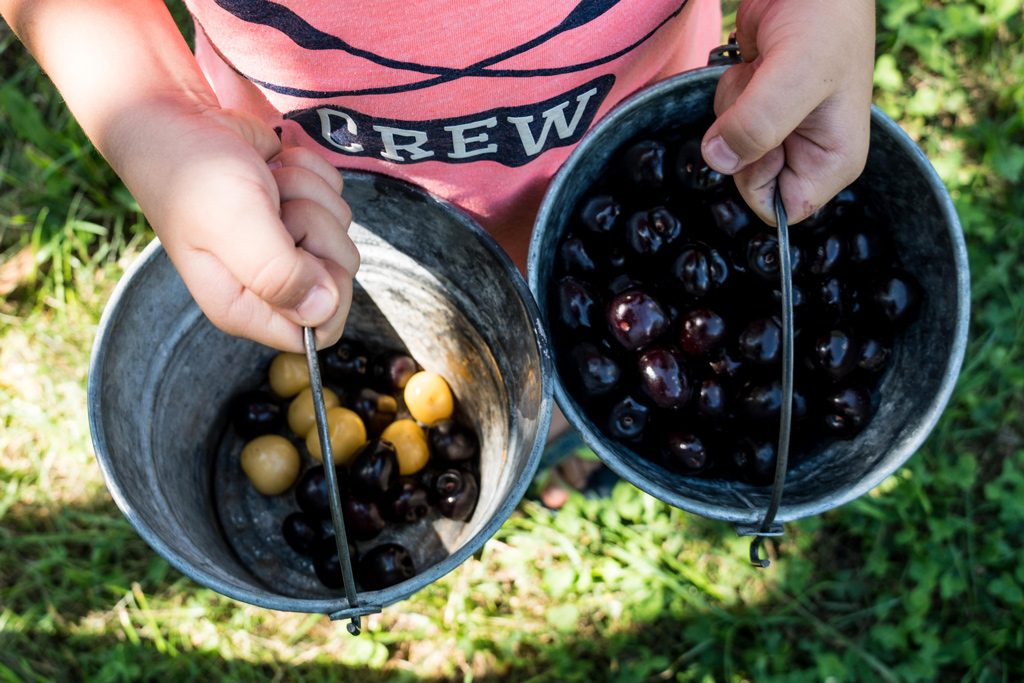 Cherry Picking in Michigan is so much fun!