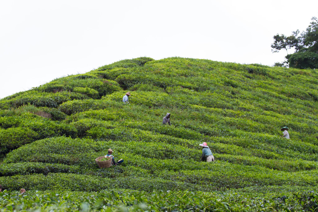 Immigrant workers on a tea plantation in Malaysia.