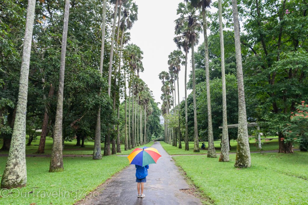 Kandy Botanical Gardens Sri Lanka Boy with Umbrella