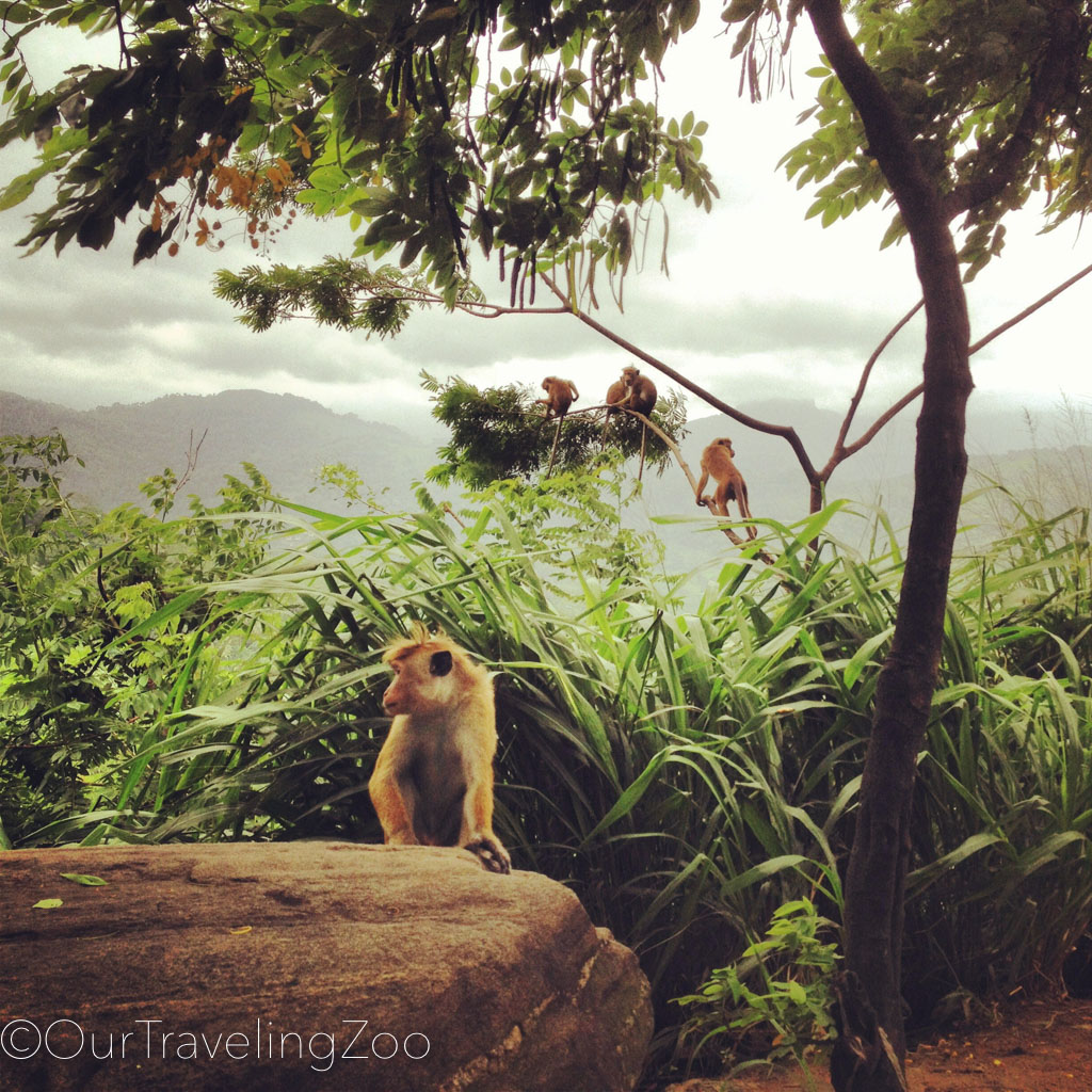 Monkeys in the jungle outside of Kandy, Sri Lanka