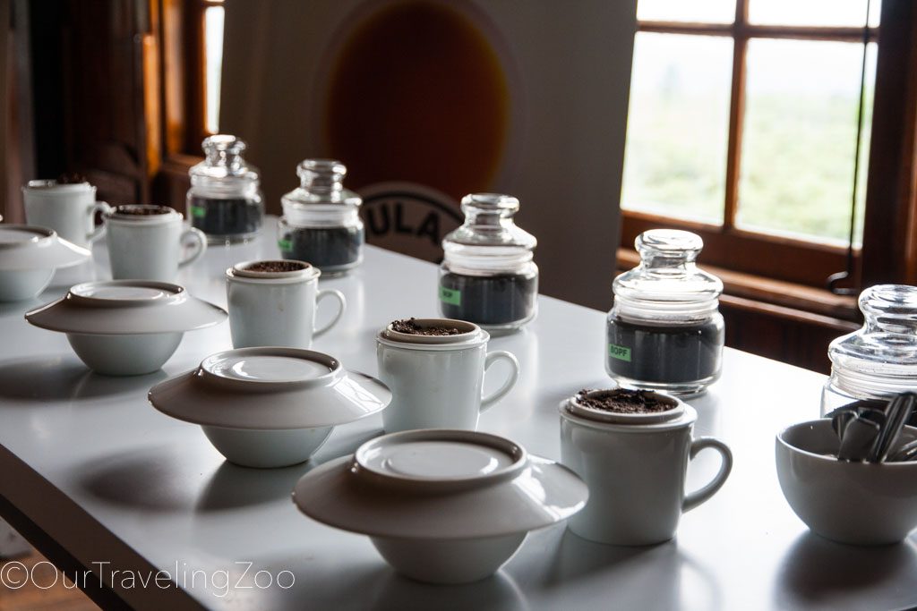 Kandy tea plantation tea samples