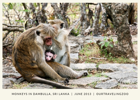 A cute baby monkey is peeking from behind its mama in Dambulla, Sri Lanka