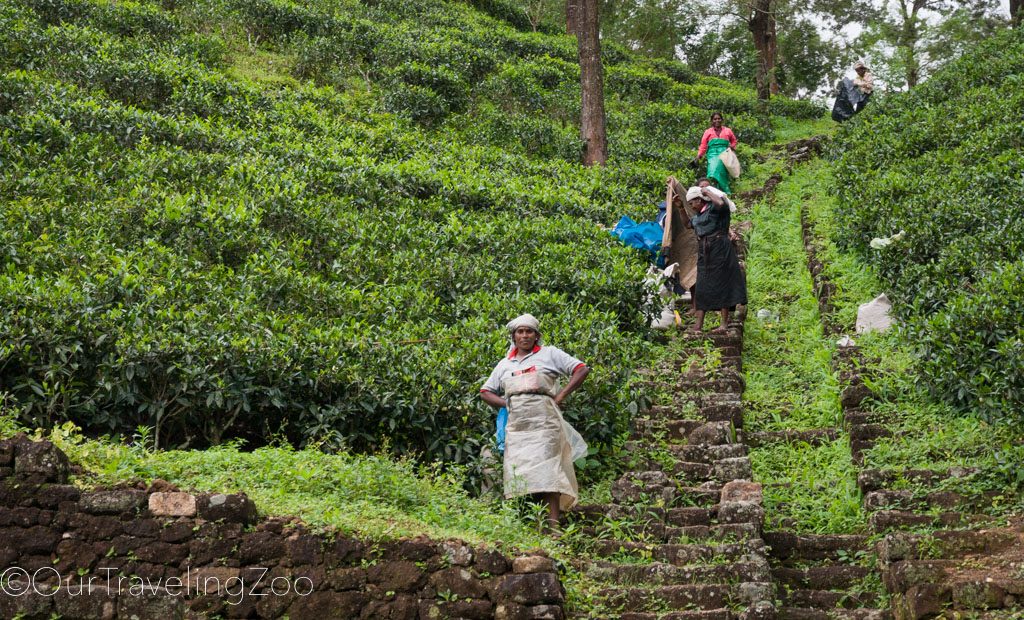 Tea Plantation Workers in Kandy, Sri Lanka