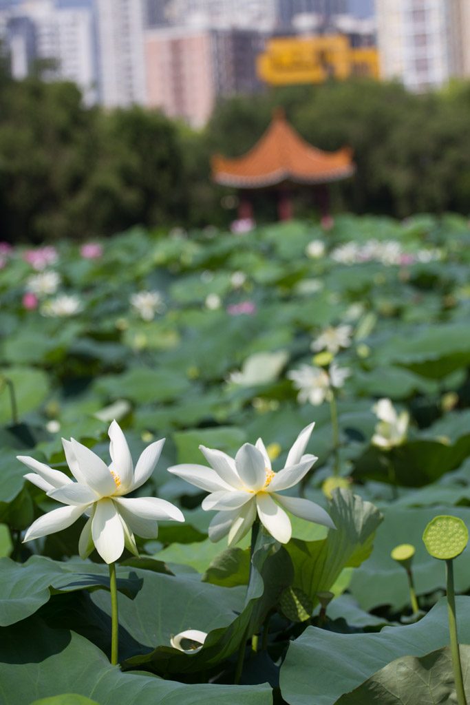 Lotus blossoms in Shenzhen, China