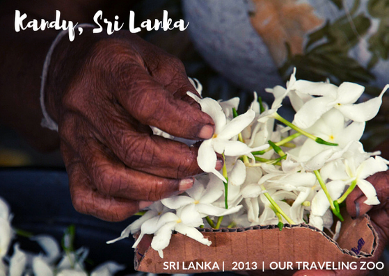 The hands of a flower seller in Kandy, Sri Lanka