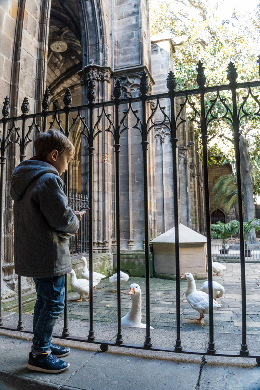 Barcelona Cathedral is fun for the kids thanks to the flock of 13 geese that live in the cloister.