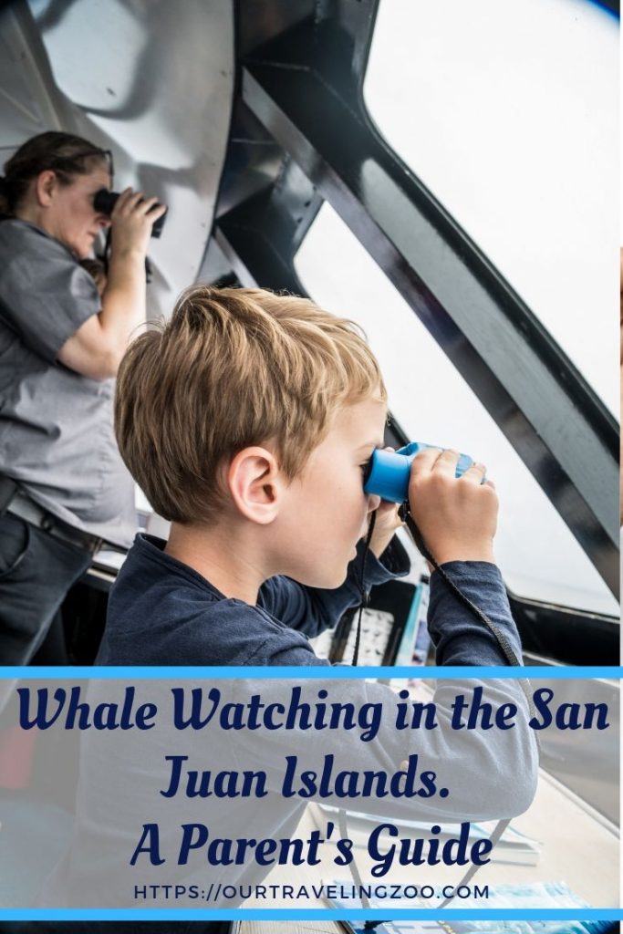 Whale Watching in the San Juan Islands