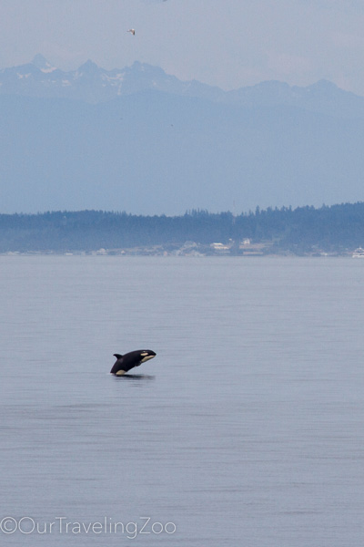 Killer whale breach