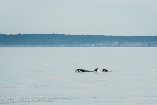 Orcas in the Salish Sea