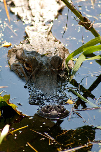 alligator swimming in the Okefenokee Swamp