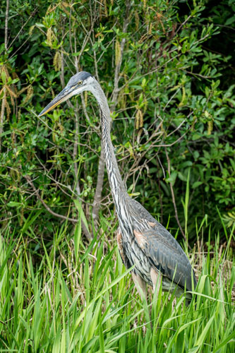 blue heron in Okefenokee