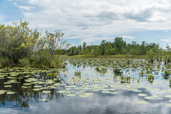 Okefenokee swamp boat tours