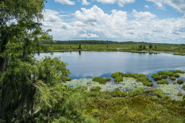 Okefenokee Swamp