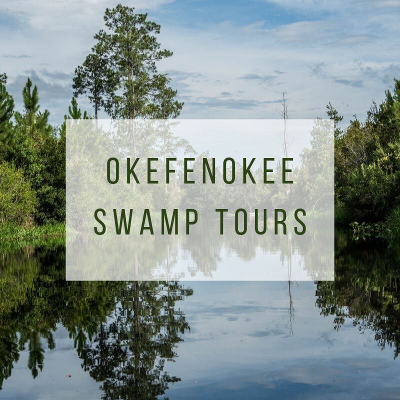 swamp boat tours Okefenokee
