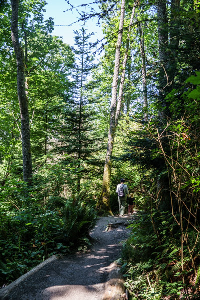 woods at discovery park in seattle